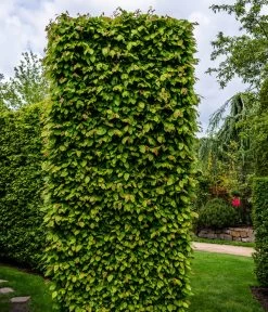 1-1,5 Meter Hainbuche, 5 X Ca. 50-60 Cm -Garten & Außenbereich 7089188 WE MO Luckner Hecke CarpinusBetulusHainbuche