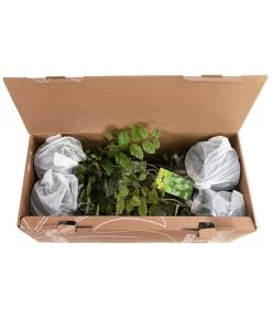 1-1,5 Meter Hainbuche, 5 X Ca. 50-60 Cm -Garten & Außenbereich 7090632 PR FS 002 CarpinusBetulus1MeterDehnerExpressHerzig