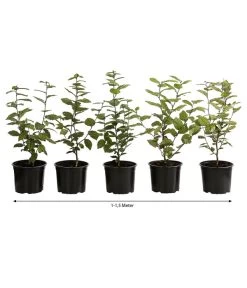 1-1,5 Meter Hainbuche, 5 X Ca. 50-60 Cm