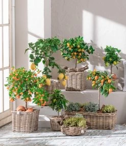 Dehner Gourmet Garten Goldsalbei -Garten & Außenbereich 7119696 WE MO 001 CitrusGoldsalbei