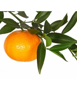 Mandarine 8 Mandarine -Garten & Außenbereich 7120306 WE DE 001 CitrusReticulataT20DehnerExpressHerzig