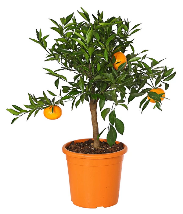 Mandarine 1 Mandarine