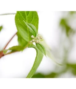 Prächtige Deutzie -Garten & Außenbereich 7166010 WE DE 001 DeutziaMagnificaDeutzie5LDehnerExpressZS