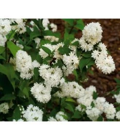 Prächtige Deutzie -Garten & Außenbereich 7166622 WE MO 001 GrossartigeDeutziePraechtigeDeutzieDeutzMagnifica