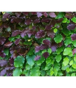 7,5 Meter Blutbuche ‘Purpurea‘, 30 X 125-150 Cm 7 7,5 Meter Blutbuche ‘Purpurea‘, 30 X 125-150 Cm -Garten & Außenbereich 7185523 WE DE 001 FagusSylvaticaPurpureaRot