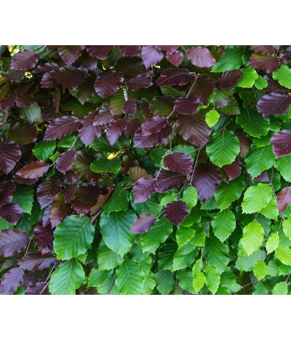 7,5 Meter Blutbuche ‘Purpurea‘, 30 X 125-150 Cm 4 7,5 Meter Blutbuche ‘Purpurea‘, 30 X 125-150 Cm – Bild 4