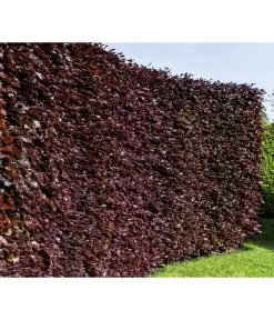 7,5 Meter Blutbuche ‘Purpurea‘, 30 X 125-150 Cm 6 7,5 Meter Blutbuche ‘Purpurea‘, 30 X 125-150 Cm -Garten & Außenbereich 7185523 WE MO 001 FagusSylvaticaPurpureaLuckner