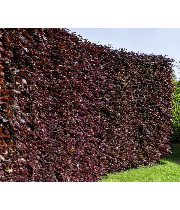 7,5 Meter Blutbuche ‘Purpurea‘, 30 X 125-150 Cm 3 7,5 Meter Blutbuche ‘Purpurea‘, 30 X 125-150 Cm – Bild 3