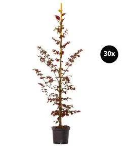 7,5 Meter Blutbuche ‘Purpurea‘, 30 X 125-150 Cm