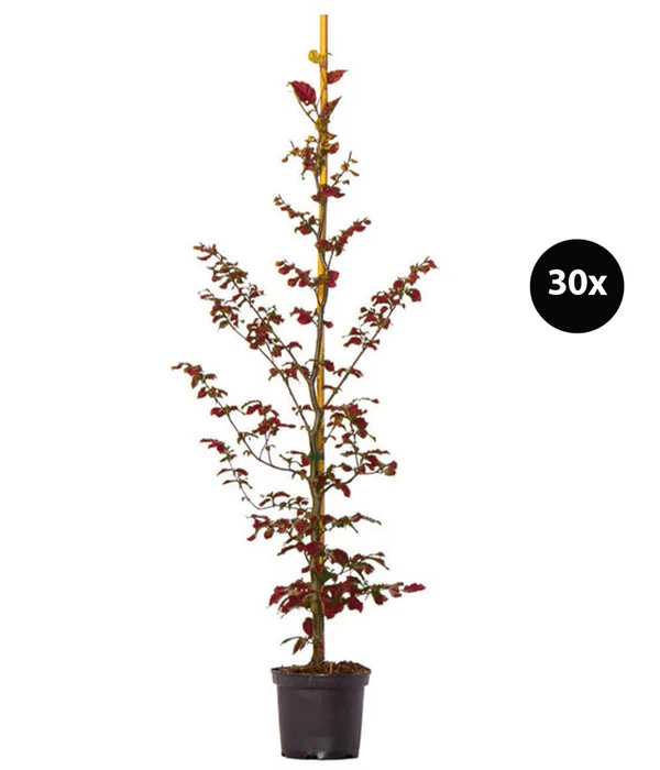 7,5 Meter Blutbuche ‘Purpurea‘, 30 X 125-150 Cm 1 7,5 Meter Blutbuche ‘Purpurea‘, 30 X 125-150 Cm
