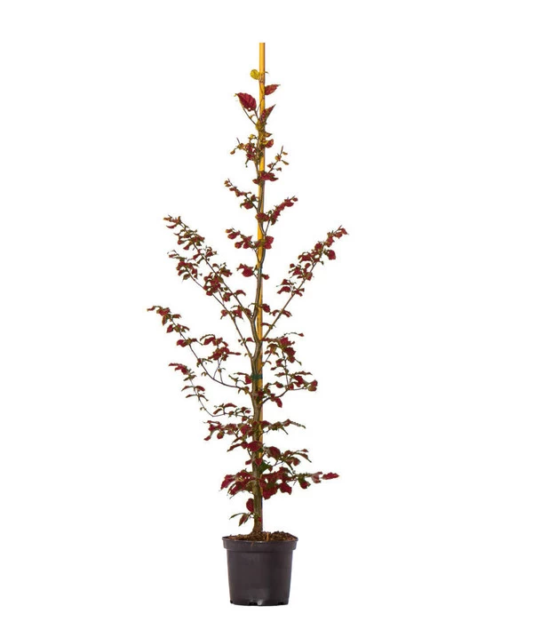 7,5 Meter Blutbuche ‘Purpurea‘, 30 X 125-150 Cm 2 7,5 Meter Blutbuche ‘Purpurea‘, 30 X 125-150 Cm – Bild 2