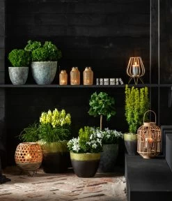 Ballonblume, Verschiedene Farben -Garten & Außenbereich 7196199 WE MO 001 GinkgoBilobaTaxusBaccataEibeThujaTeddyLebensbaumKonifere