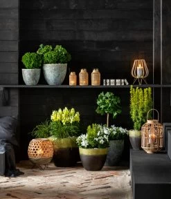 Gelbe Säuleneibe 'David' -Garten & Außenbereich 7196199 WE MO 001 GinkgoBilobaTaxusBaccataEibeThujaTeddyLebensbaumKonifere 2021 BL13