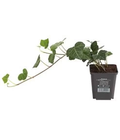 Irischer Efeu - Großblättriger Efeu