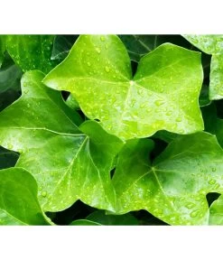 Irischer Efeu - Großblättriger Efeu -Garten & Außenbereich 7209539 WE MO 011 EfeuHibernicaPixabay