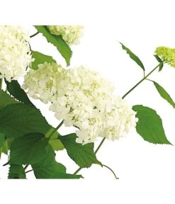 Schneeball-Hortensie 'Annabelle®' -Garten & Außenbereich 7219967 PR DE 001 HydrangeaHortensieAnnabelle3LDehnerExpressHerzig