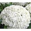 Schneeball-Hortensie 'Annabelle®'