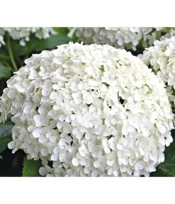 Schneeball-Hortensie 'Annabelle®'