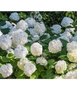 Schneeball-Hortensie 'Annabelle®' -Garten & Außenbereich 7220056 PR DE 0005 HydrangeaArborescensAnnabelleRetLuckner2014