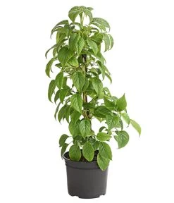 Kletter-Hortensie 'Crug Coral'®