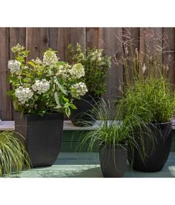 Rotstielige Rispen-Hortensie -Garten & Außenbereich 7225089 WE MO 002 Hortensien GC11 2020