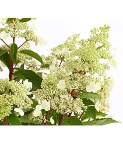Rotstielige Rispen-Hortensie -Garten & Außenbereich 7225550 PR DE 001 HortensieHydrangeaComtesseBlanche5LDehnerExpressHerzig