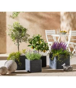 Lavendel 'Royal Blue' -Garten & Außenbereich 7296874 WE MO 001 MediterranOliveZitroneFeige
