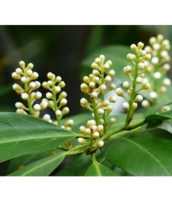 Kirschlorbeer 'Novita' 9 Kirschlorbeer 'Novita' -Garten & Außenbereich 7359706 PR DE 001 KirschlorbeerEtnaPrunLaurEtna