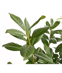 Kirschlorbeer 'Novita' 8 Kirschlorbeer 'Novita' -Garten & Außenbereich 7360068 PR DE 001 PrunusKirschlorbeerNovita12LDehnerExpressHerzig