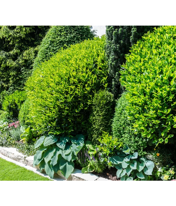 Kirschlorbeer 'Novita' 2 Kirschlorbeer 'Novita' – Bild 2