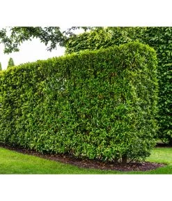 Kirschlorbeer 'Novita' 7 Kirschlorbeer 'Novita' -Garten & Außenbereich 7360530 WE MO 002 Luckner Hecke PrunusNovita