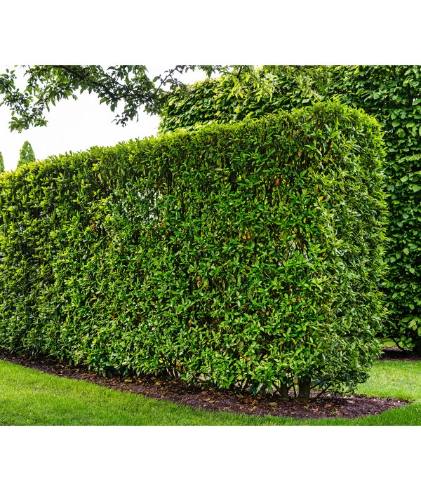 Kirschlorbeer 'Novita' 3 Kirschlorbeer 'Novita' – Bild 3