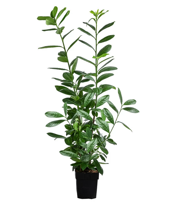 Kirschlorbeer 'Novita' 1 Kirschlorbeer 'Novita'