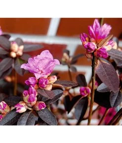 Rhododendron 'P. J. Mezitt' -Garten & Außenbereich 7426638 BildD 001 RhododendronPJMezittRhodPJMezitt