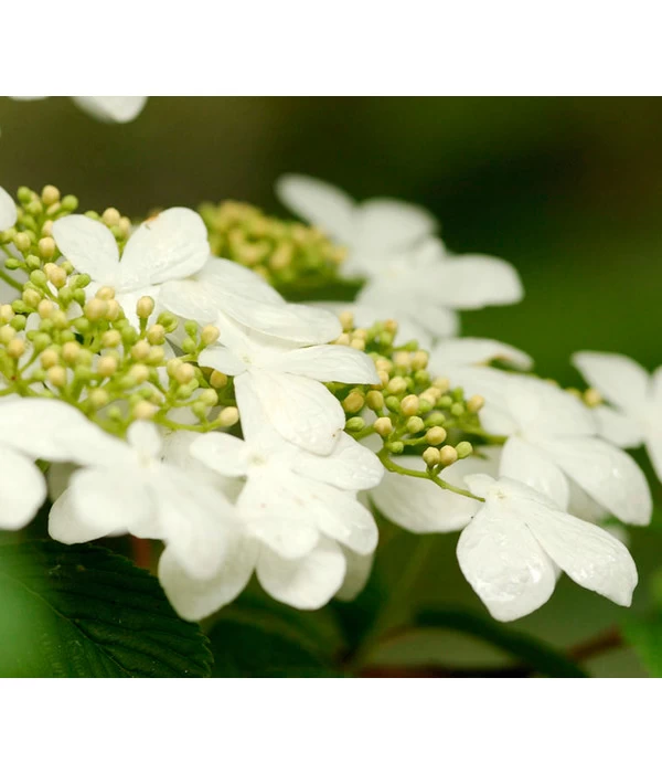 Japanischer Schneeball 'Kilimandjaro' 1 Japanischer Schneeball 'Kilimandjaro'