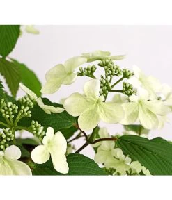 Japanischer Schneeball 'Kilimandjaro' 5 Japanischer Schneeball 'Kilimandjaro' -Garten & Außenbereich 7533458 WE DE 001 ViburnumPlicatumImmergruenerSchneeballKilimandjaro3LDehnerExpressHerzig