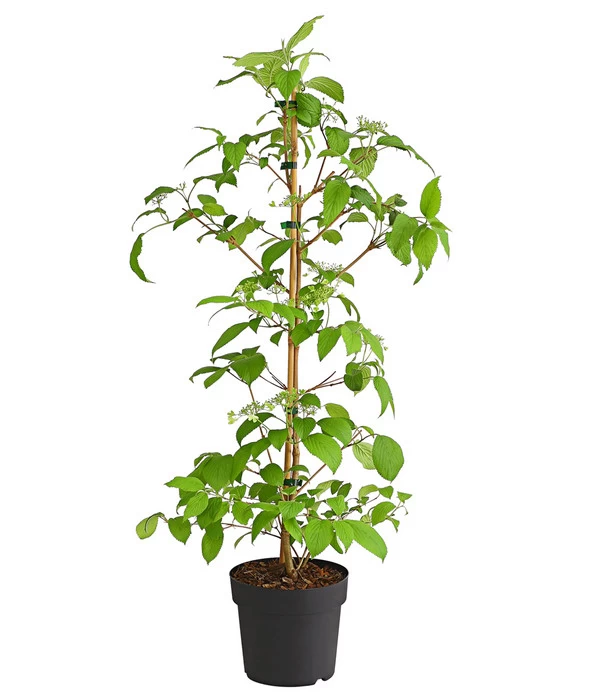 Japanischer Schneeball 'Kilimandjaro' 2 Japanischer Schneeball 'Kilimandjaro' – Bild 2