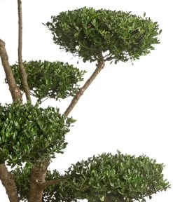 XXL Japanische Stechpalme, Ca. 150-175 Cm -Garten & Außenbereich 7548167 WE DE 002 JapanischeStechpalmeXXL