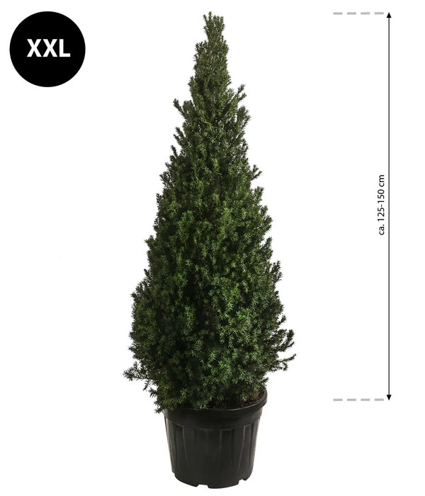 XXL Kegel-Eibe 'Hillii', Ca. 125-150 Cm 2 XXL Kegel-Eibe 'Hillii', Ca. 125-150 Cm – Bild 2