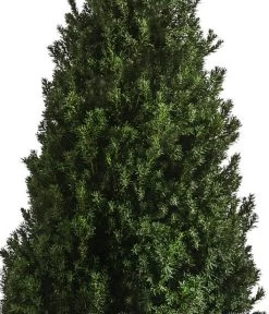 XXL Kegel-Eibe 'Hillii', Ca. 125-150 Cm 5 XXL Kegel-Eibe 'Hillii', Ca. 125-150 Cm -Garten & Außenbereich 7550650 WE DE 001 TaxusMediaHilly