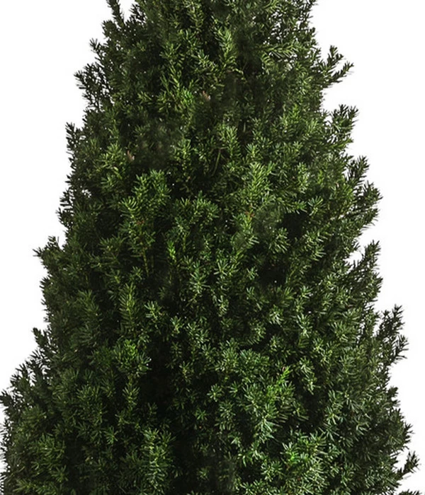 XXL Kegel-Eibe 'Hillii', Ca. 125-150 Cm 3 XXL Kegel-Eibe 'Hillii', Ca. 125-150 Cm – Bild 3