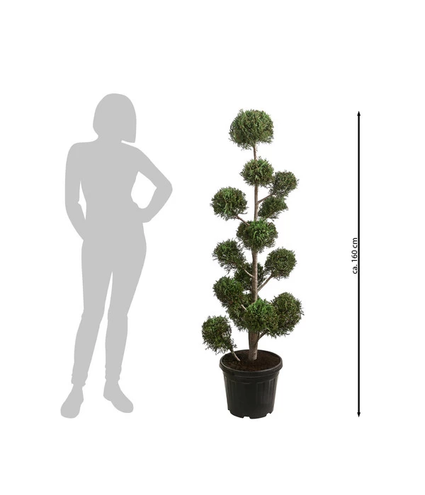 Pompon-Leyland-Zypresse 'Castlewellan Gold', Ca. 150-160 Cm 2 Pompon-Leyland-Zypresse 'Castlewellan Gold', Ca. 150-160 Cm – Bild 2