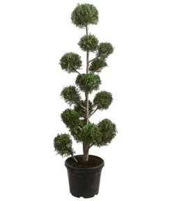 Pompon-Leyland-Zypresse 'Castlewellan Gold', Ca. 150-160 Cm