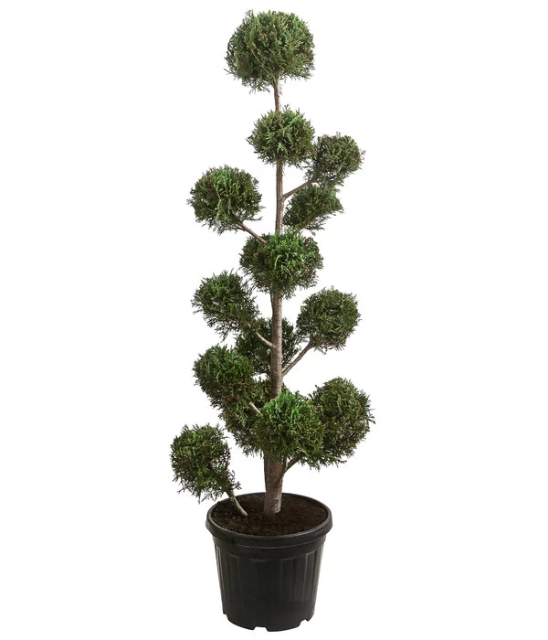 Pompon-Leyland-Zypresse 'Castlewellan Gold', Ca. 150-160 Cm 1 Pompon-Leyland-Zypresse 'Castlewellan Gold', Ca. 150-160 Cm