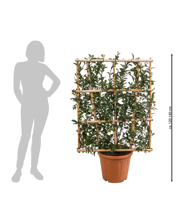 Purpur-Glanzmispel 'Robusta Compacta', Ca. 120-140 Cm 2 Purpur-Glanzmispel 'Robusta Compacta', Ca. 120-140 Cm – Bild 2