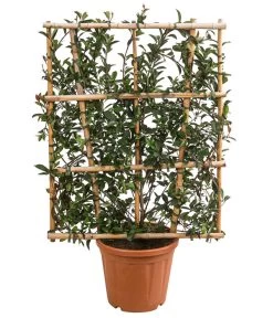 Purpur-Glanzmispel 'Robusta Compacta', Ca. 120-140 Cm