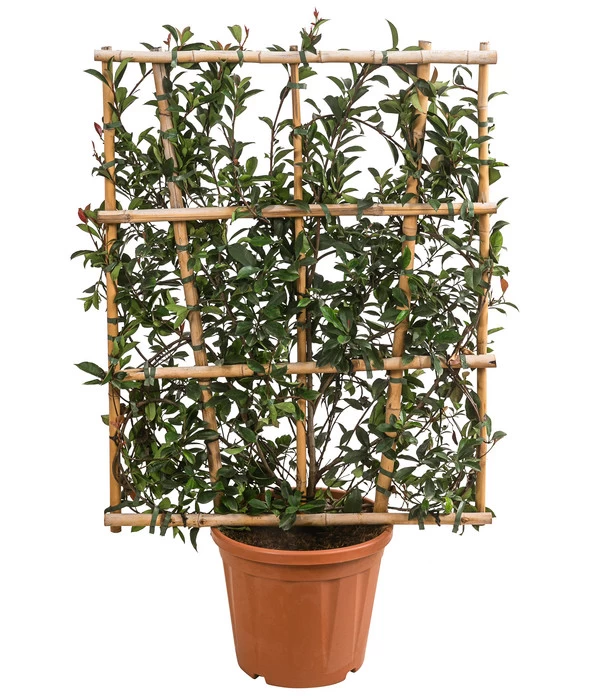 Purpur-Glanzmispel 'Robusta Compacta', Ca. 120-140 Cm 1 Purpur-Glanzmispel 'Robusta Compacta', Ca. 120-140 Cm