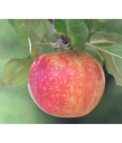 Herbstapfel 'Alkmene'