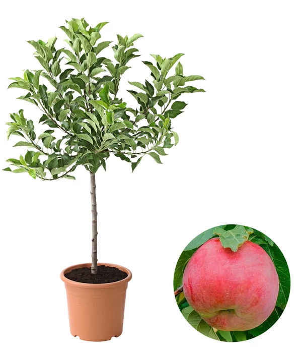 Zwergapfel 'Galina' 1 Zwergapfel 'Galina'