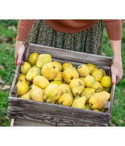 Apfelquitte -Garten & Außenbereich 7604978 WE MO 001 Quittenkorb